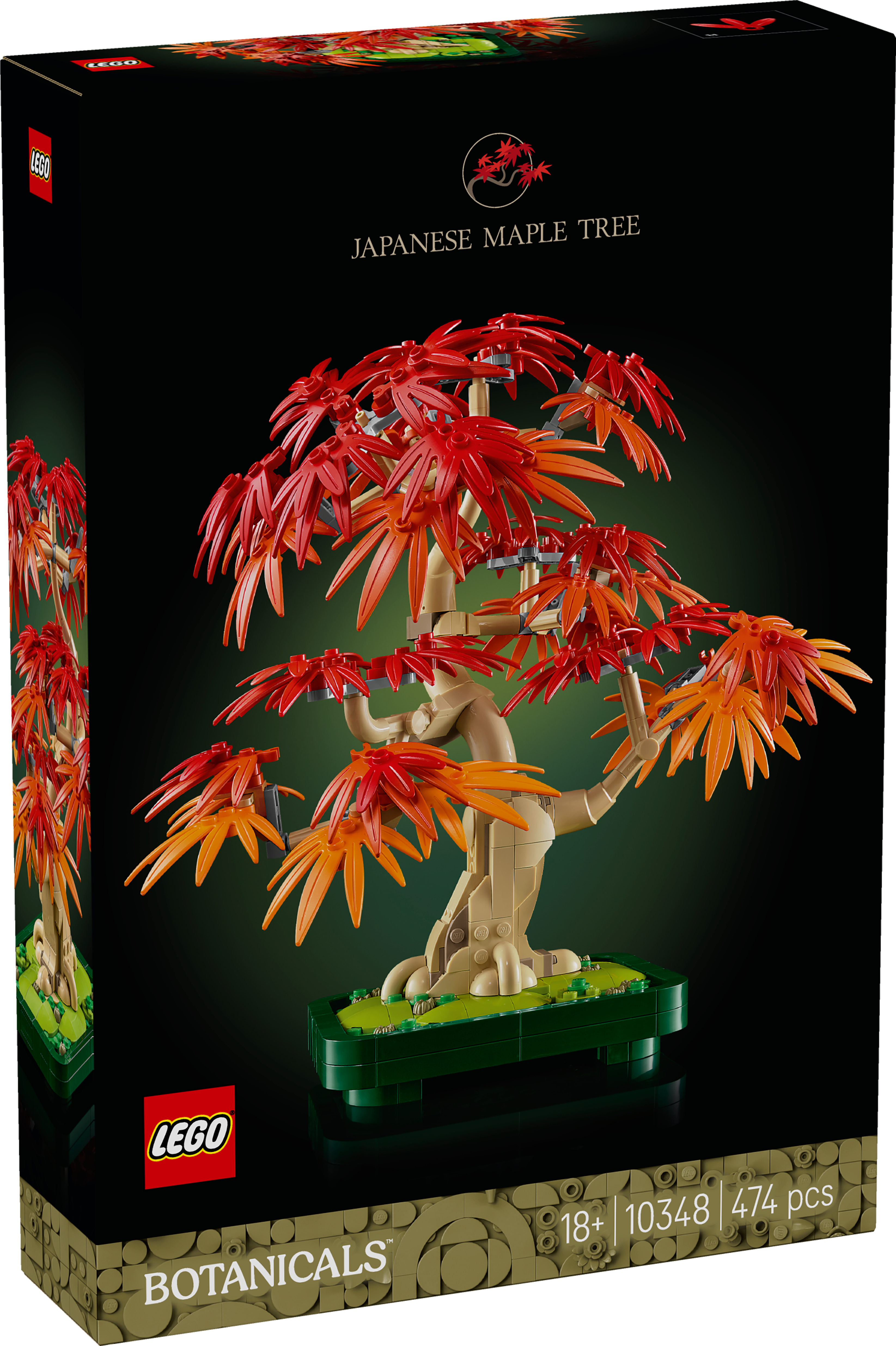 10348 - Japanese Red Maple Bonsai Tree