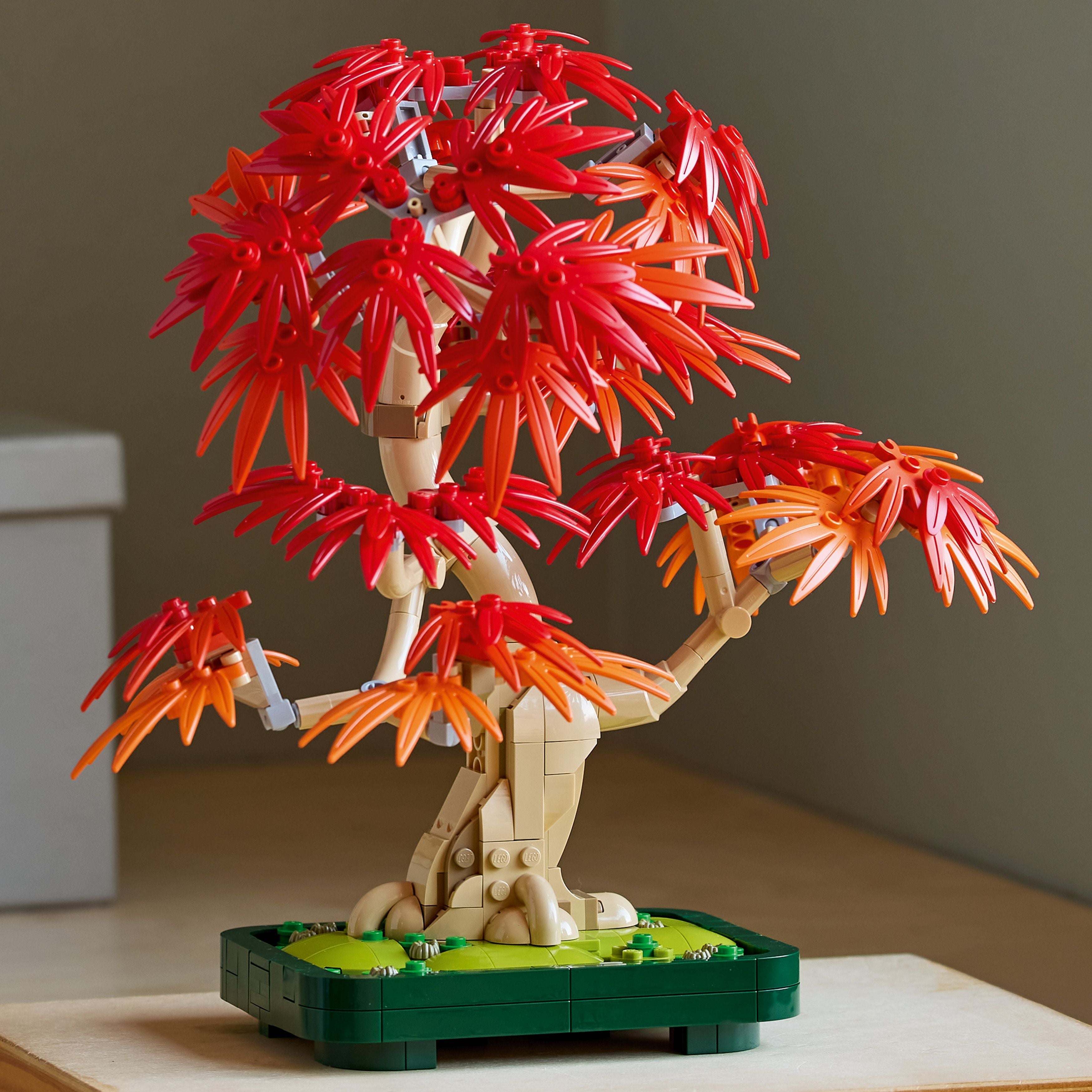 10348 - Japanese Red Maple Bonsai Tree
